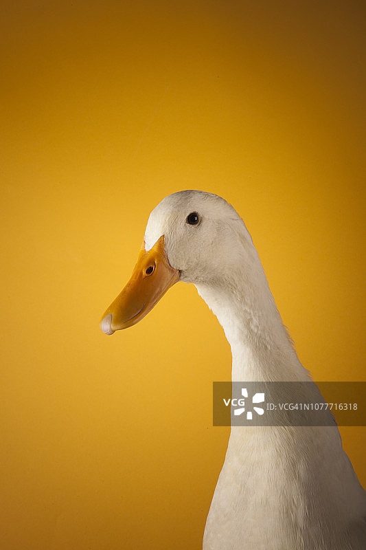 白色坎贝尔鸭图片素材