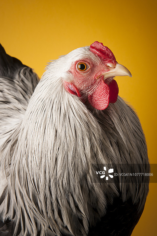 婆罗门鸡图片素材
