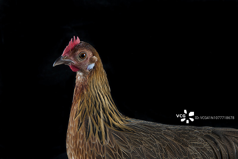 横滨雌性小鸡图片素材