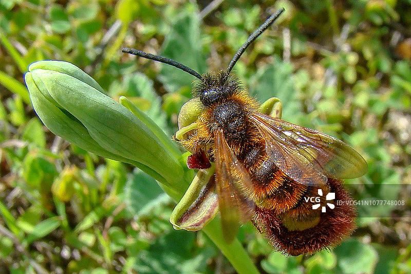 毛缘胡蜂图片素材