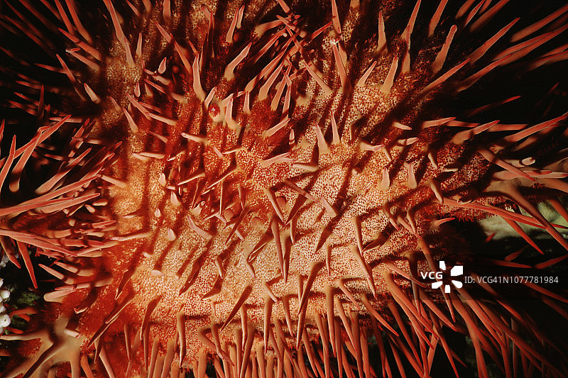 荆棘冠特写图片素材