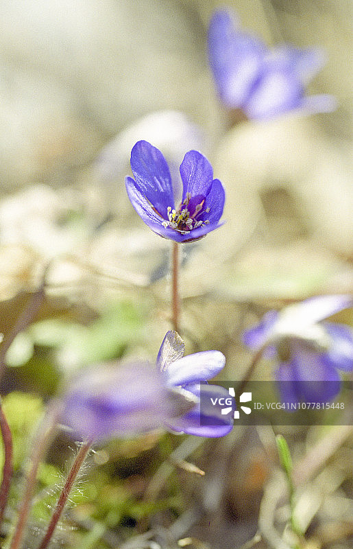蓝色银莲花特写图片素材