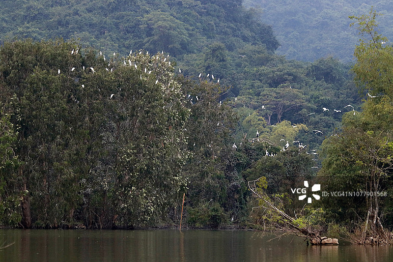 Thung nham鸟类保护区的白色白鹭图片素材