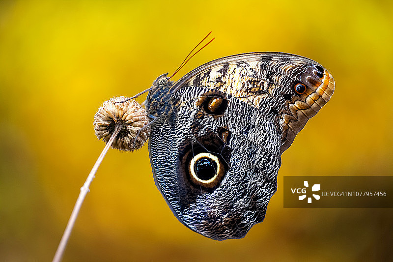 猫头鹰蝶图片素材