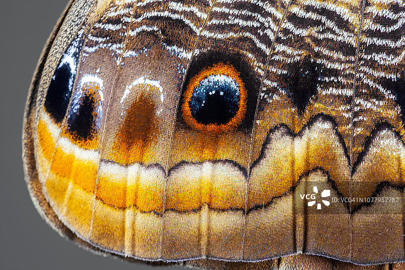 猫头鹰蝶图片素材