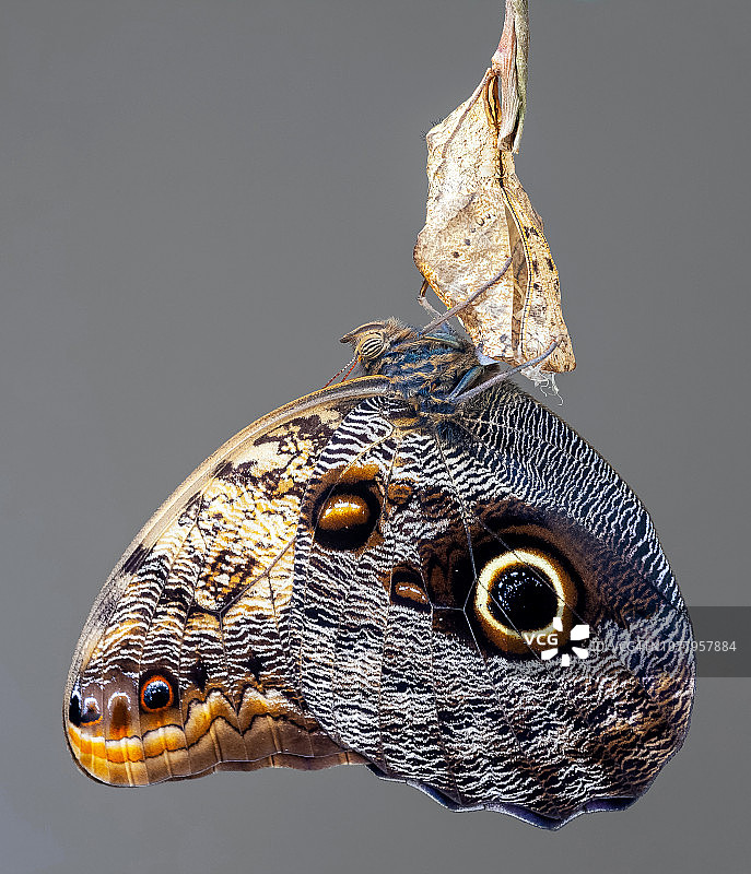 猫头鹰蝶图片素材