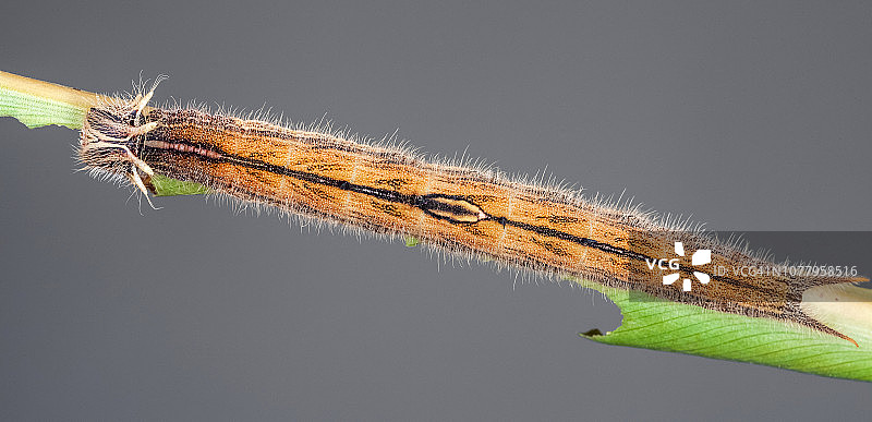 大猫头鹰蝶幼虫图片素材
