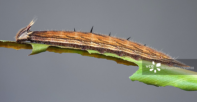大猫头鹰蝶幼虫图片素材