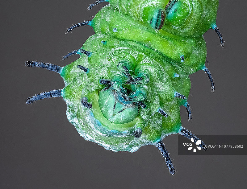 大蚕蛾的幼虫图片素材