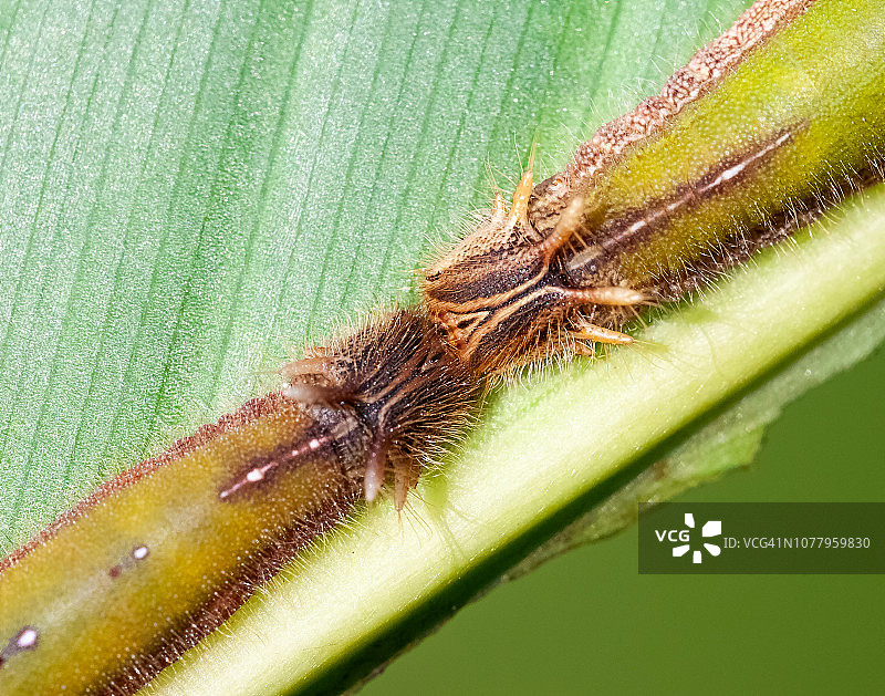 大猫头鹰蝶幼虫图片素材