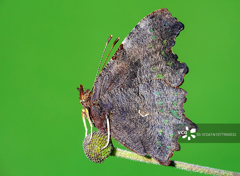 逗号蝶图片素材