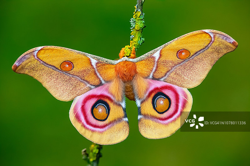 马达加斯加眼斑蛾图片素材