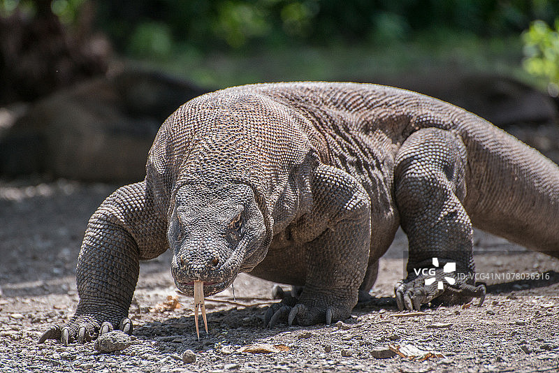 印度尼西亚科莫多国家公园的科莫多巨蜥图片素材