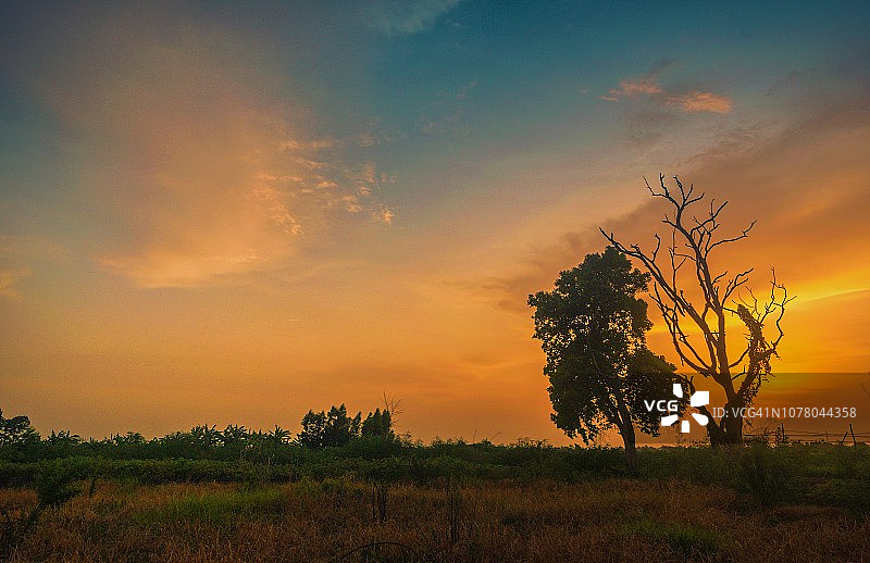 泰国日落时分农场天空背景下的树木剪影图片素材
