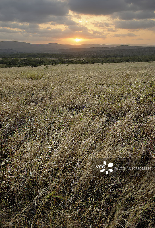 祖鲁兰犀牛保护区日落：远处太阳照耀着草原和荆棘丛图片素材