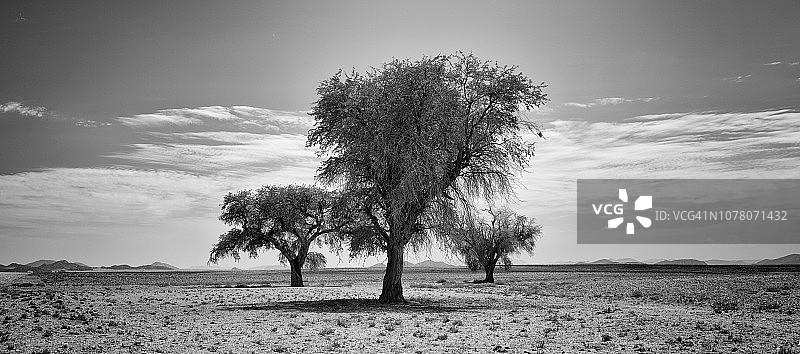 非洲金合欢树林与科马斯高地山脉（纳米比亚，斯皮茨科佩）图片素材