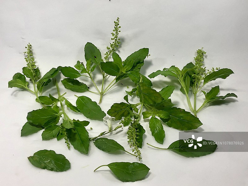 绿色新鲜的圣罗勒图片素材