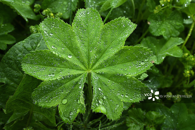 挪威格里尔峡湾水滴叶子特写图片素材