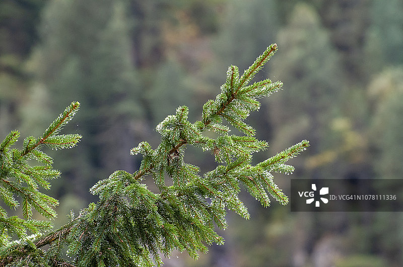 覆盖露水的针状冷杉叶特写图片素材