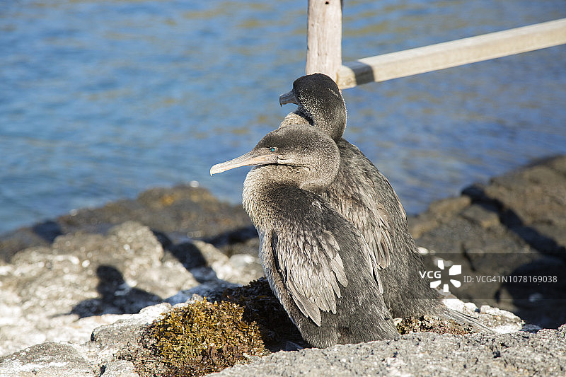 不会飞的鸬鹚图片素材
