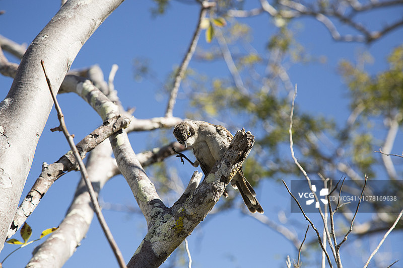 加拉帕戈斯嘲鸫图片素材