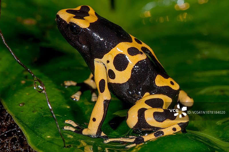 熊蜂飞镖蛙图片素材