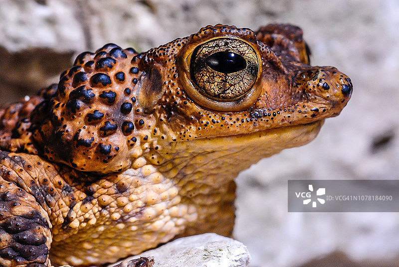 波多黎各凤头蟾蜍图片素材