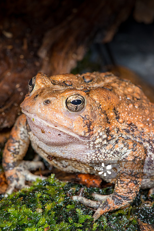 福勒蟾蜍图片素材