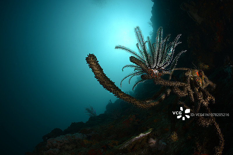 海百合图片素材