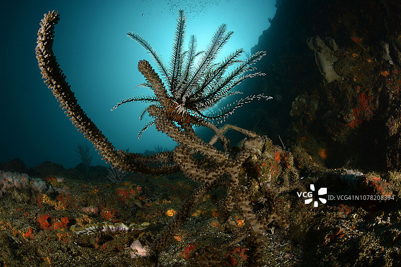 海百合图片素材