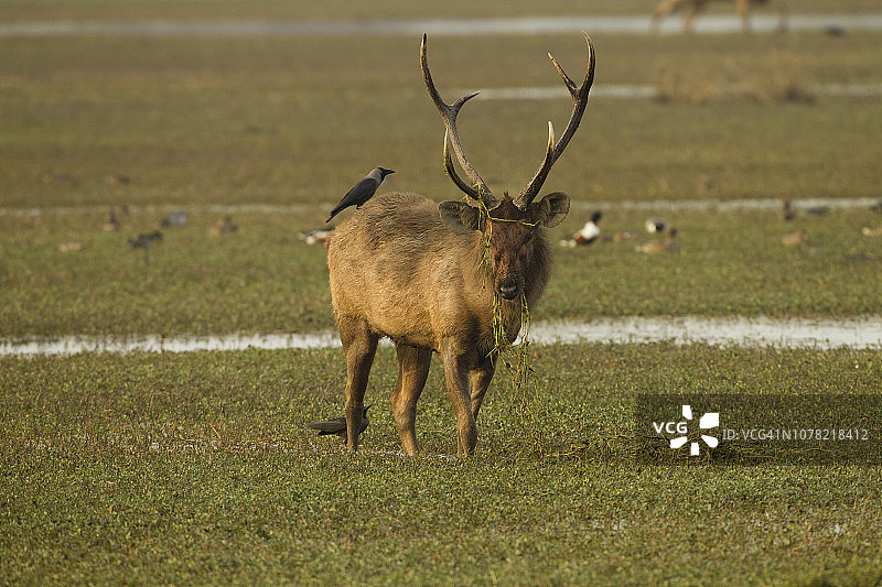 森巴酱图片素材