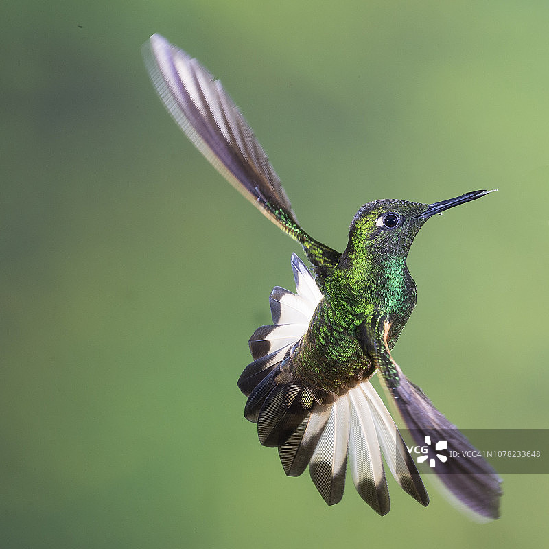 紫色丝绒小皇冠图片素材