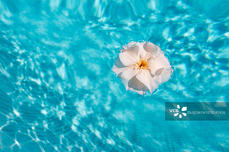 泳池水面上的一朵玉兰花图片素材