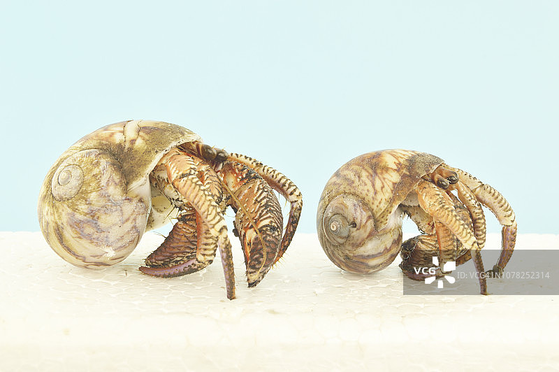 寄居蟹需要更大的贝壳才能生长图片素材