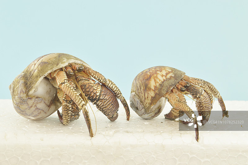 寄居蟹需要更大的贝壳才能生长图片素材