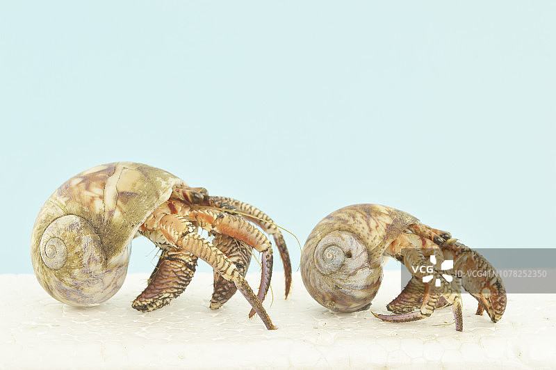 寄居蟹需要更大的贝壳才能生长图片素材