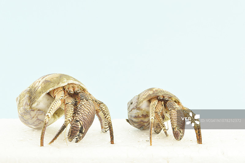 寄居蟹需要更大的贝壳才能生长图片素材