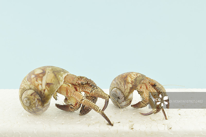 寄居蟹需要更大的贝壳才能生长图片素材