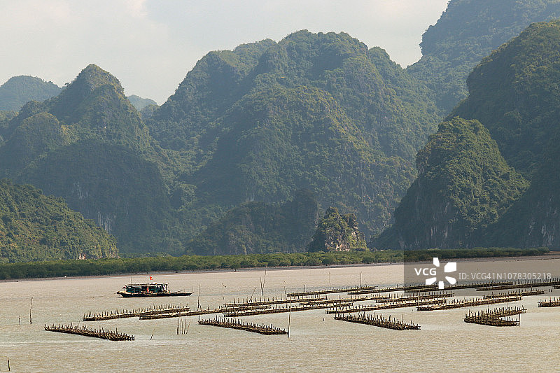 下龙湾的牡蛎养殖场图片素材