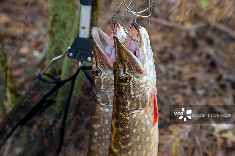 淡水梭子鱼，天然背景下鱼串上的两条淡水梭子鱼图片素材