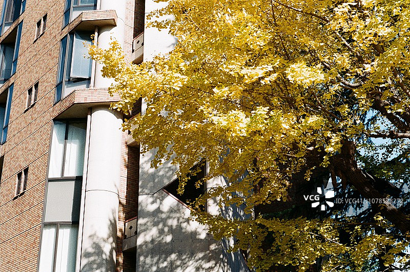 2018年东京大学的黄色银杏树图片素材
