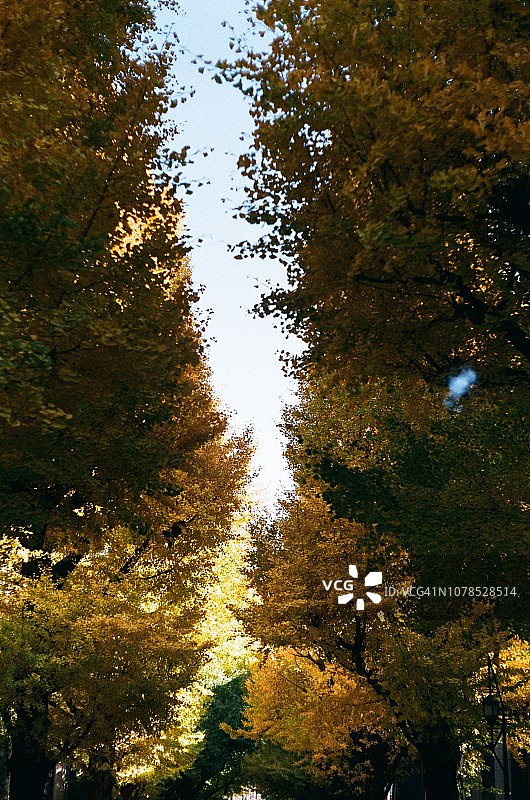 2018年东京大学的黄色银杏树图片素材