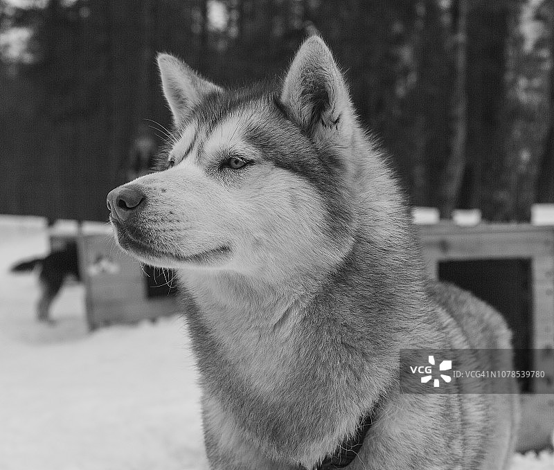 雪橇犬图片素材