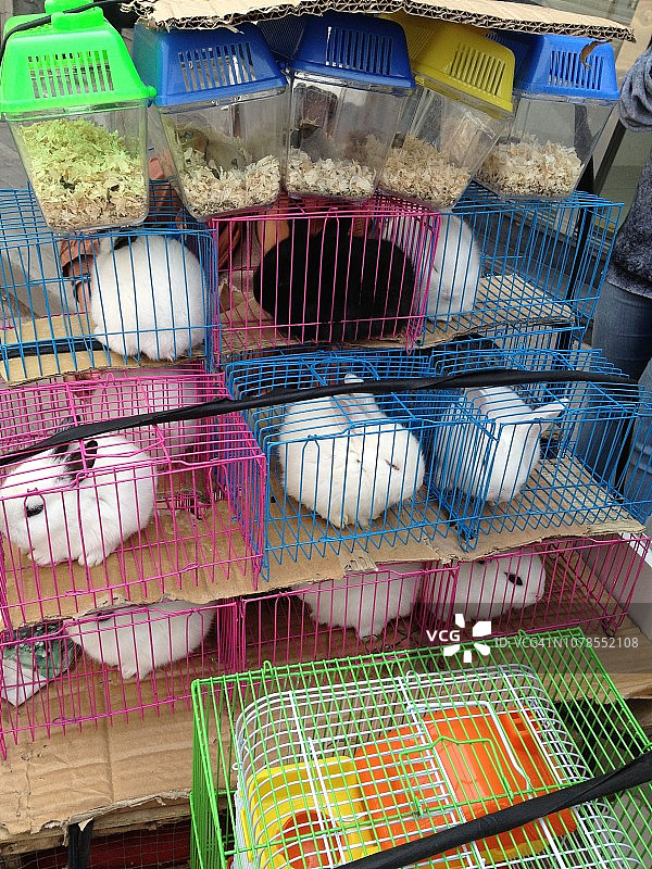 笼子里的宠物兔和仓鼠图片素材