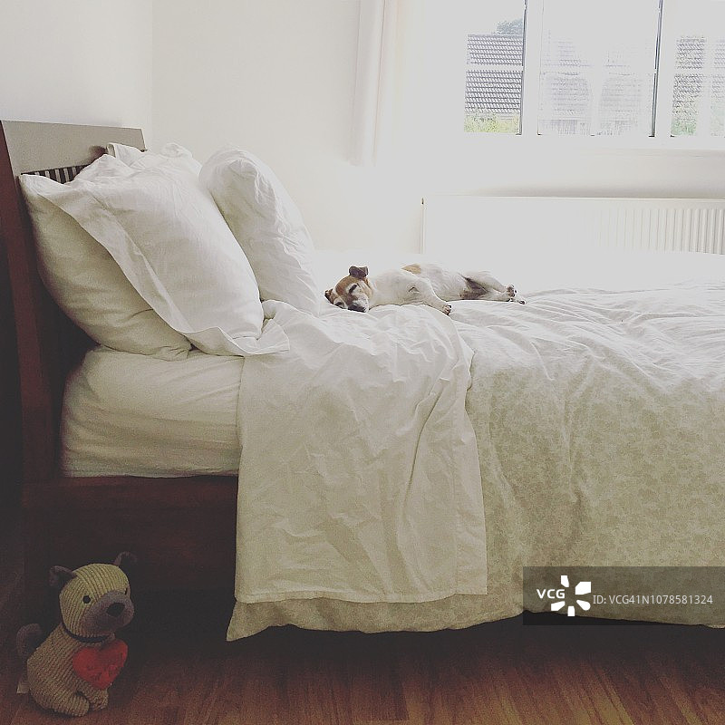 杰克罗素梗在卧室的双人床上睡觉图片素材