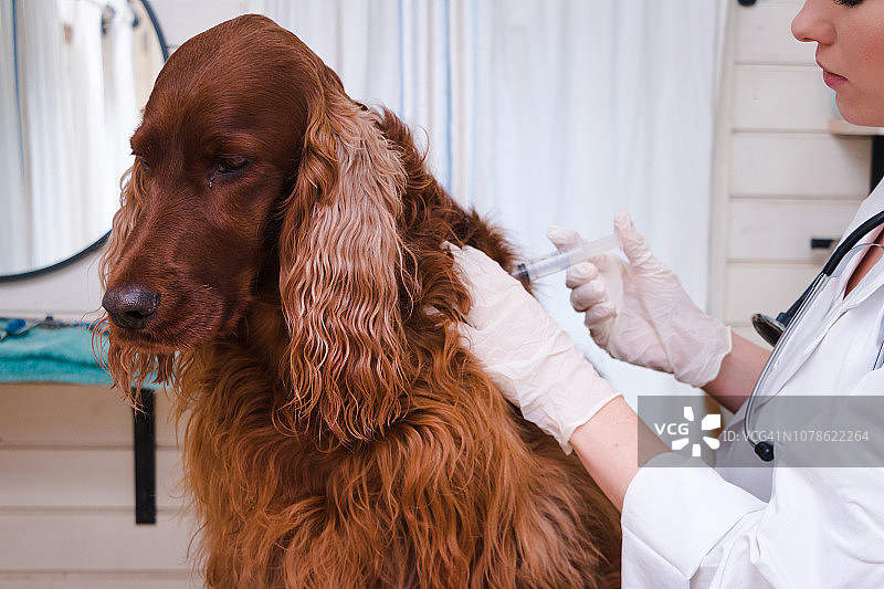 兽医给狗接种疫苗图片素材