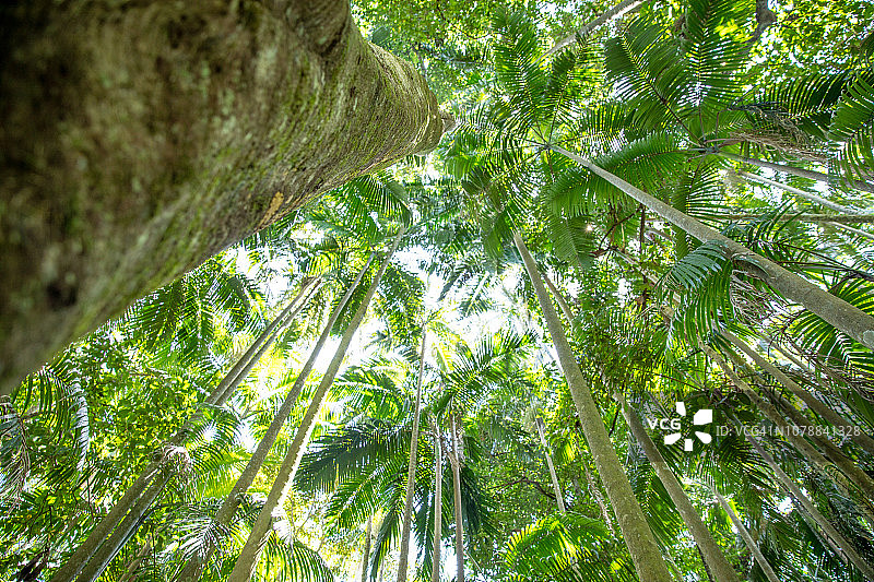 活力老人的冒险：与家人朋友在澳大利亚雨林中丛林徒步图片素材