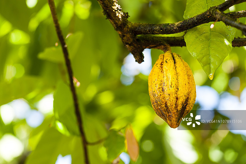 可可果图片素材