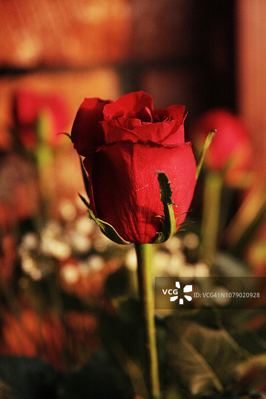 情人节红色玫瑰与留白空间，日落下的罗马尼亚图片素材