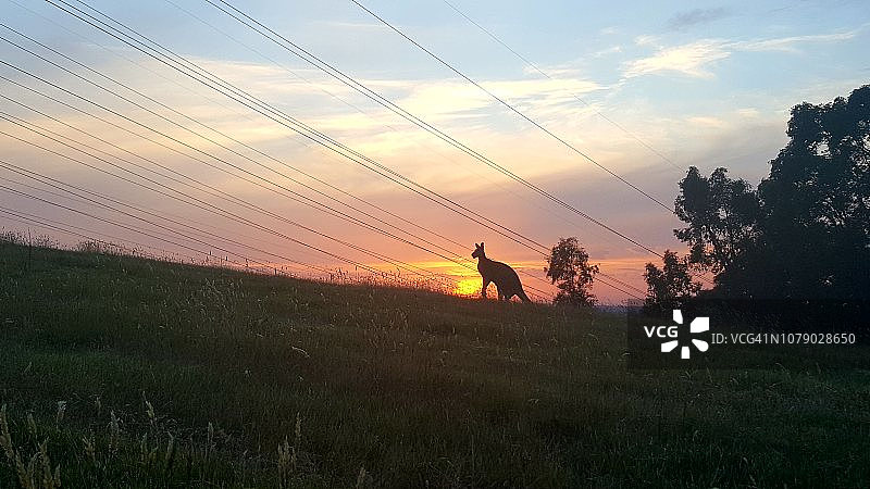 日落下的袋鼠 | 墨尔本 | 澳大利亚图片素材